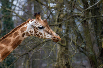 Giraffe in a Leafless Forest. A giraffe with a long neck and spotted coat stands in front of leafless trees.