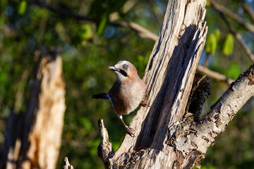 A bird perched on a tree trunk in a forest setting, with sunlight illuminating its feathers.