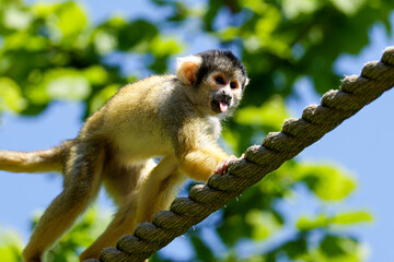 A squirrel monkey climbing on a rope against a bright blue sky and green foliage, Saimiri oerstedii oerstedii
