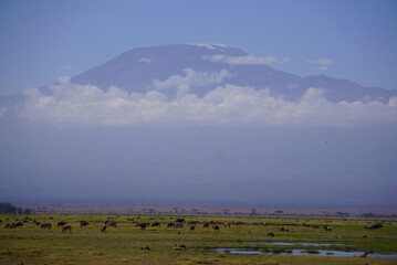 Obraz premium Many animals in a swamp with kilimanjaro in the background.