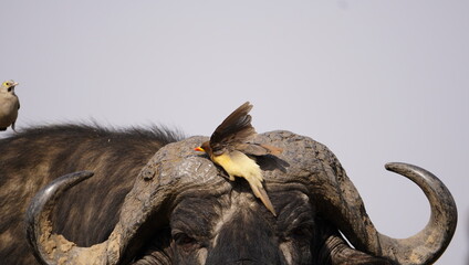  Red billed oxpecker on the horns of a buffalo
