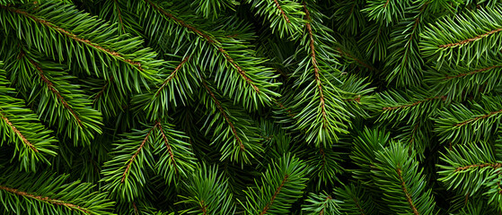 Closeup Of Lush Green Fir Branches