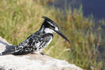  Pied kingfisher ready to hunt