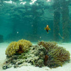 Clown Fish protecting home