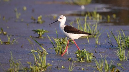 black-winged stilt bird walking on water in spring