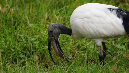  Sacred ibis in an effort to eat a big fish.