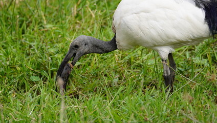 Sacred ibis picking up a dead fish to eat.