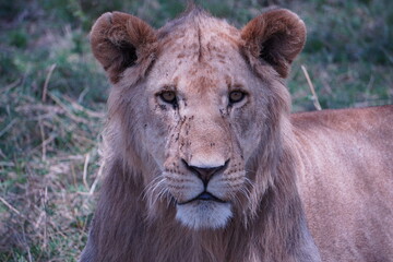 serious look from a young lion.