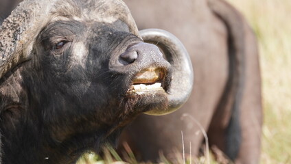 Side view of the toothless gum of a buffalos.