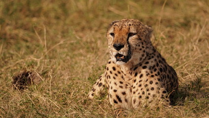  The face of an old cheetah in the bush.