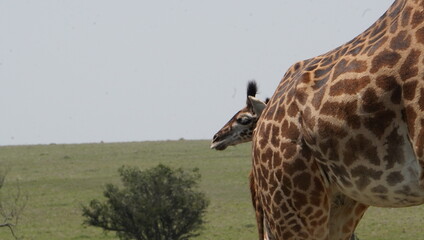 The head of a baby giraffe behind the mother.