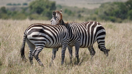 The hypnotic patterns of two zebras side by side
