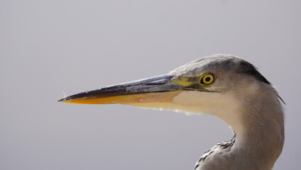 The sharp pointed beak of a heron
