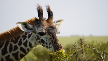  The tuft of hair on the horns of a baby giraffe.