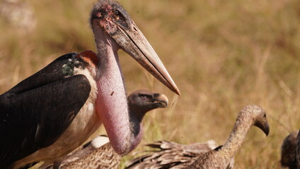 The ugly face of the marabou stork with the vultures in the background.