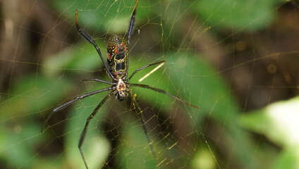The underside of a yellow spider