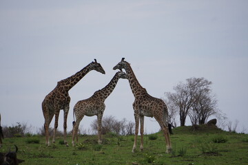  Three common or maasai giraffe in the plains.