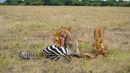 three lionesses have just killed a zebra