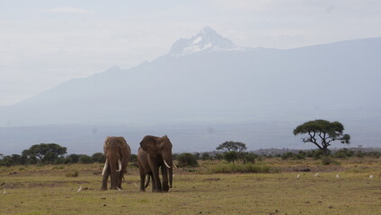 Two bull elephants and the second peak of Kilimanjaro in the background.