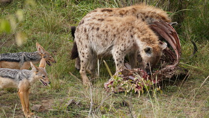  Two jackals watches as two hyenas eat at a kill