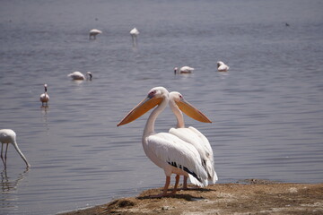  Two pelicans sitting looking different direction