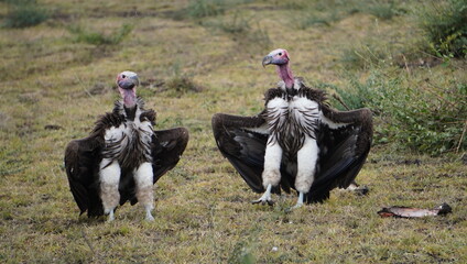  Two of the largest vultures in the wild.