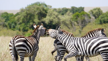  Two zebras in a heated conversation.