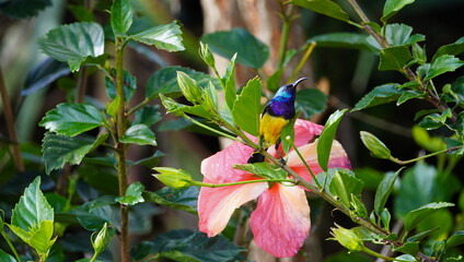  variable sunbird on a flower.