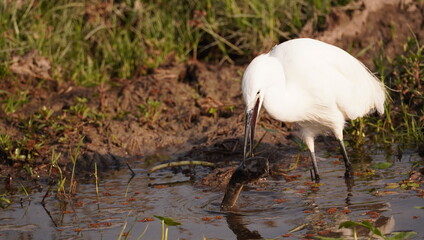 White egret with a large fish that she cant swallow
