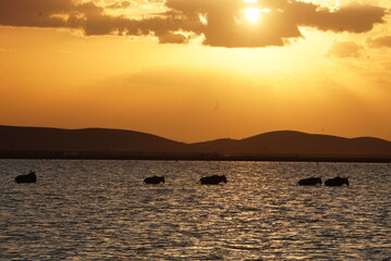 Wildebeests crossing a lake at sunset.