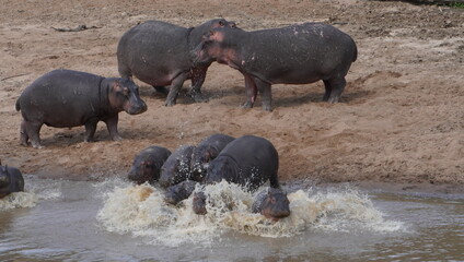 worried hippos rush into the water.