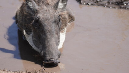Warthog with a well combed nose mane.