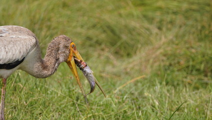 Yellow billed stork tries to swallow a large fish