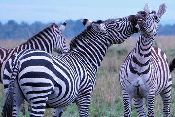 Zebra whispering into the ears of his friend.