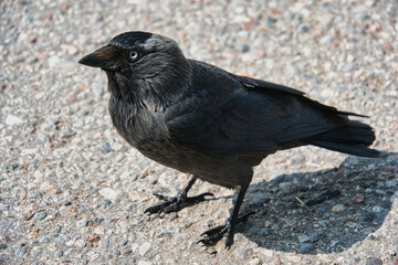 Eurasian Jackdaw on Pavement in Daylight