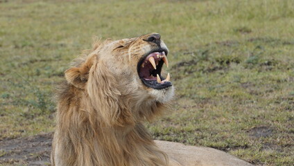 Young male lion showing his canines
