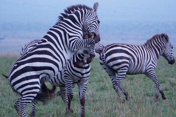 Zebras embrace each other fighting.