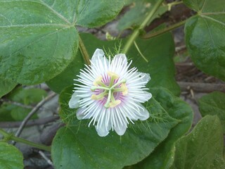 Passiflora foetida, passion flower, Stinking Passionflower or Wild Maracuja on roadside in a highway of rameshwaram Ramanathapuram,tamilnadu, India, asia, madurai 