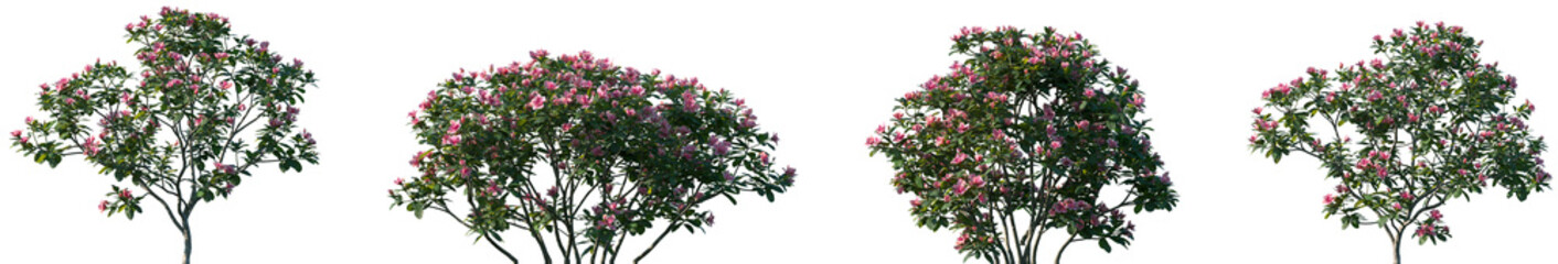 Set of Rhododendron Hybridum (Gunrei Satzuki Azalea) blossoming frontal street shrubs isolated png on a transparent background perfectly cutout
