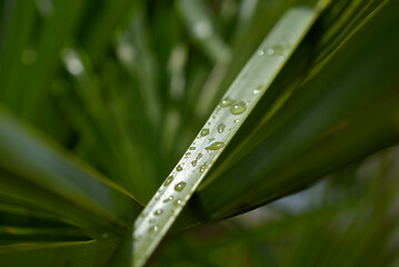 gouttes de pluie sur verdure, palmier