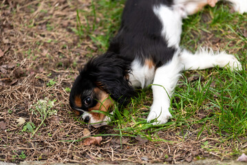 Cavalier king charles spaniel tricolor puppy.