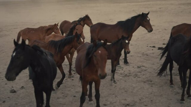 Wild horses running and grazing during sunset in the high desert mountains
