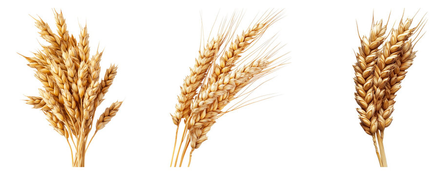 Golden Wheat Ears with Rich Texture Isolated on White Background, isolated on transparent background