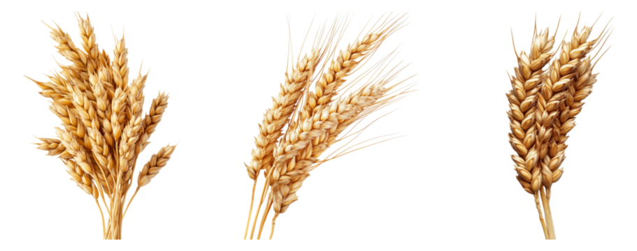 Golden Wheat Ears with Rich Texture Isolated on White Background, isolated on transparent background