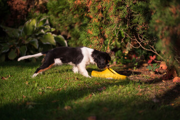 Cavalier king charles spaniel tricolor puppy. puppy sniffs garden shoes in the garden.