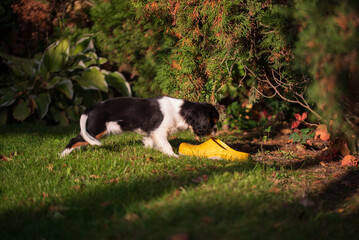 Cavalier king charles spaniel tricolor puppy. puppy sniffs garden shoes in the garden