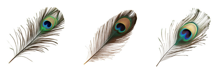 Set of Studio-lit image of a peacock feather highlighting the blue eye and green feather textures, set against on pure on transparent png background. Ai generated