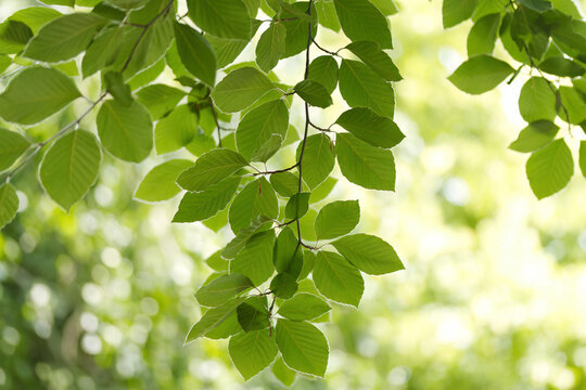 Close-up of green leaves of the hanging copper beech, green leaves of Fagus sylvatica, beautiful green bokeh, green blurred leaves, bright light ball in the ackground
