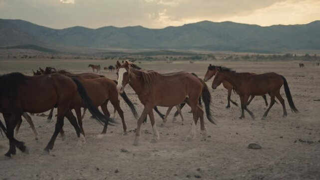 Wild horses running and grazing during sunset in the high desert mountains
