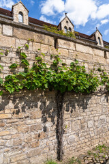 A vine climbs a high sandstone wall, behind it a stately building with gables